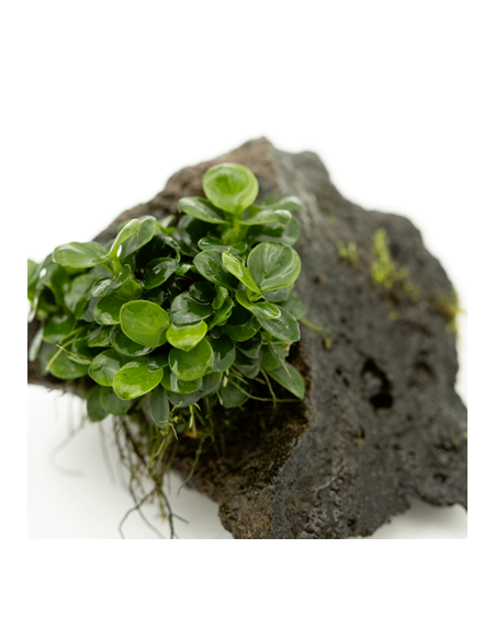 TROPICA Anubias barteri var. nana sur roche - Aquabota.com