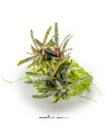 Bucephalandra spec.