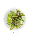 Bucephalandra spec.