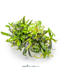 Bucephalandra sp. ‘Velvet Tricolor’