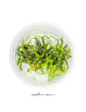 Bucephalandra sp. ‘Velvet Tricolor’