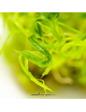 Pogostemon quadrifolius  - In Vitro Cup 5,75 €