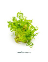Pogostemon quadrifolius  - In Vitro Cup 5,75 €