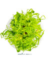 Pogostemon quadrifolius  - In Vitro Cup 5,75 €