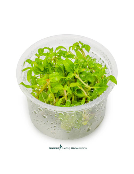 Staurogyne Porto Velho - Invitro 5,75 €