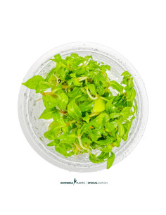 Staurogyne Porto Velho - Invitro 5,75 € 2