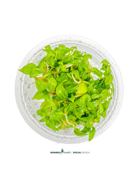 Staurogyne Porto Velho - Invitro 5,75 €