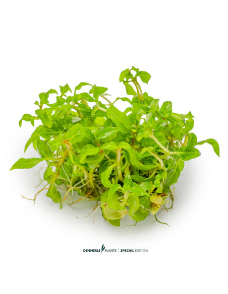 Staurogyne Porto Velho - Invitro 5,75 €