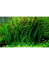 Cyperus helferi  - 2