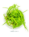 Cyperus helferi 3,50 €