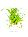 Cyperus helferi 3,50 €