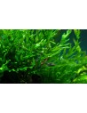 Bolbitis heudelotii  - 4