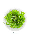 Bolbitis heudelotii 5,00 €