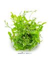 Bolbitis heudelotii 5,00 €