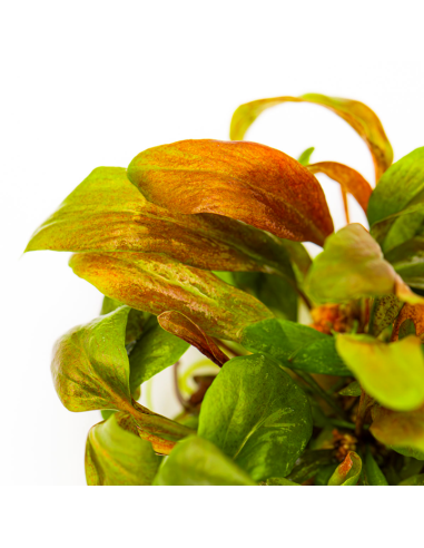 Lysimachia parvifolia red - In vitro Tropica