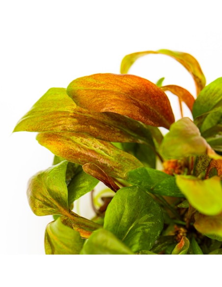 Lysimachia parvifolia red - In vitro Tropica