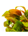 Lysimachia parvifolia red - In vitro Tropica