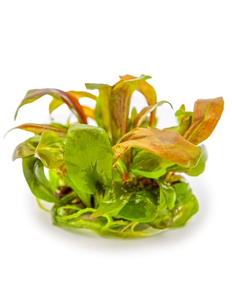 Lysimachia parvifolia red - In vitro Tropica