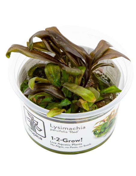 Lysimachia parvifolia red - In vitro Tropica