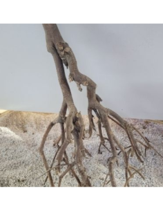 Branches de murier +/-40cm