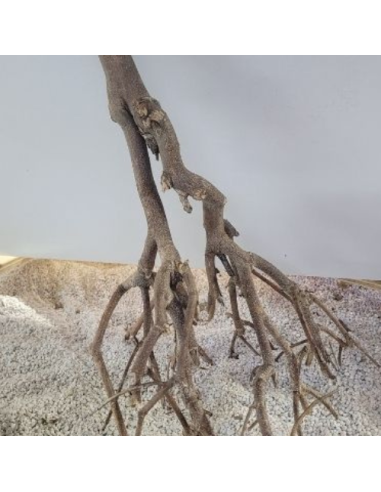 Branches de murier +/-40cm
