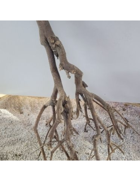 Branches de murier +/-40cm