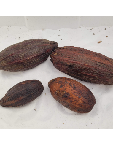 Cabosses de cacao entières