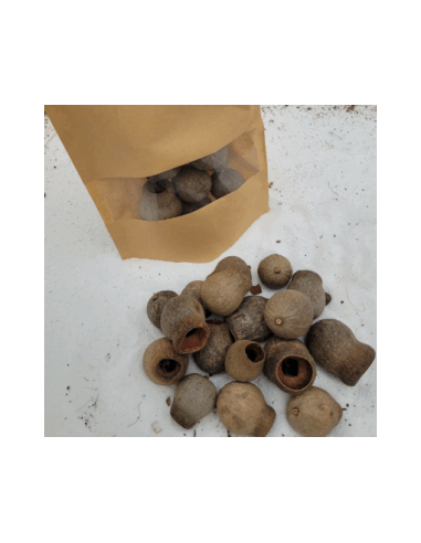 Cosses d'eucalyptus +/-50gr sous kraft