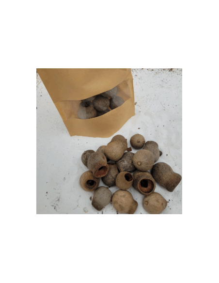 Cosses d'eucalyptus +/-50gr sous kraft