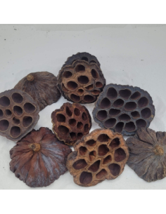 Cosses de Lotus 6-8cm