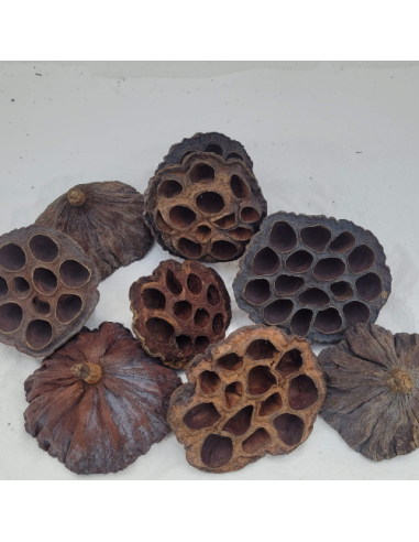 Cosses de Lotus 6-8cm