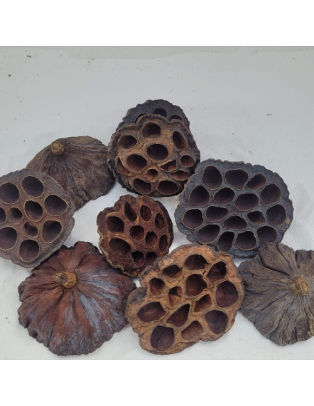 Cosses de Lotus 6-8cm