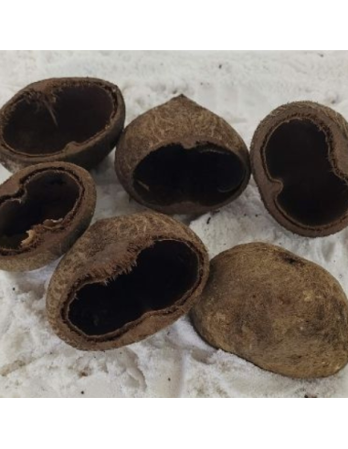 Cosses de palmier