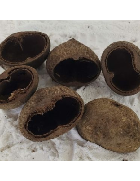 Cosses de palmier