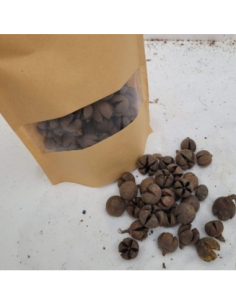 Cosses de wallachi +/-50gr sous kraft
