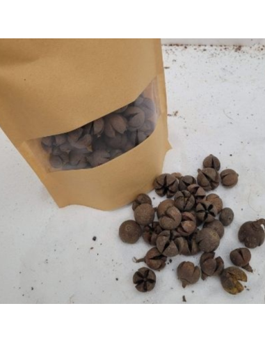 Cosses de wallachi +/-50gr sous kraft