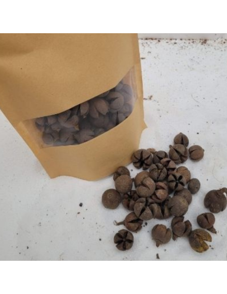 Cosses de wallachi +/-50gr sous kraft