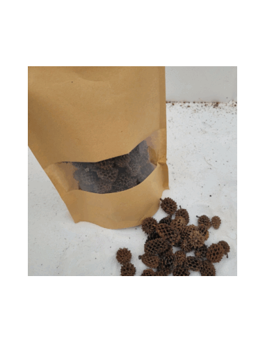 Cônes de Casuarina +/-50gr sous kraft