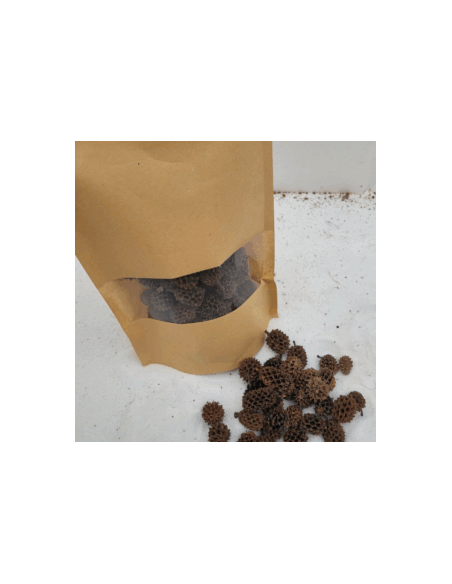 Cônes de Casuarina +/-50gr sous kraft