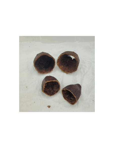 Demi cabosses de cacao