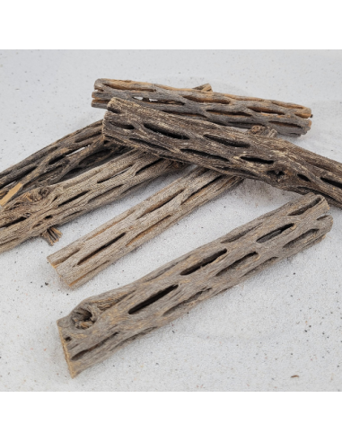 Ecorce de Chola 14-15cm diam 3cm