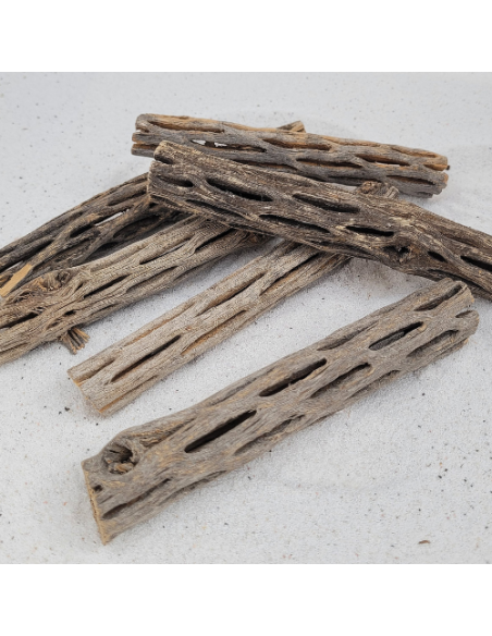 Ecorce de Chola 14-15cm diam 3cm