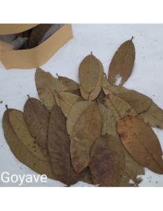 Feuille de Goyave +/-10gr sous kraft
