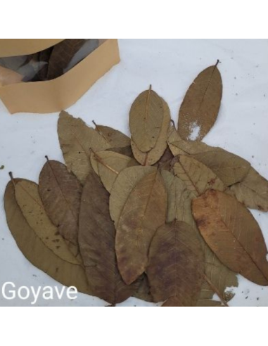 Feuille de Goyave +/-10gr sous kraft