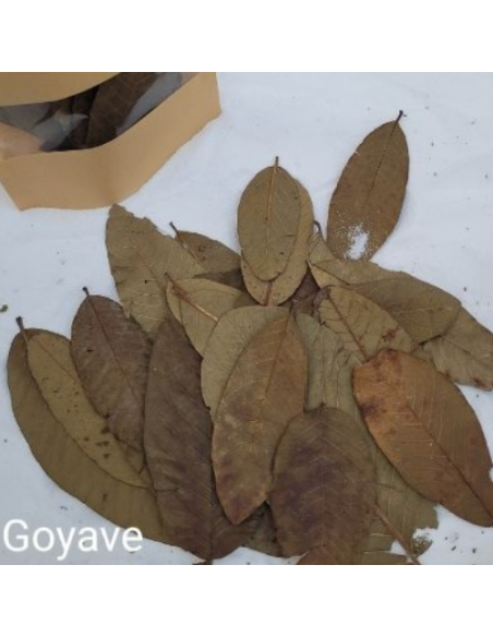 Feuille de Goyave +/-10gr sous kraft