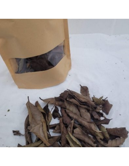 Feuille de Goyave noir +/-10gr sous kraft