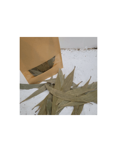 Feuilles d'eucalyptus +/-10gr sous kraft