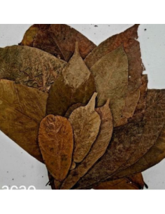 Feuilles de Cacao +-10gr