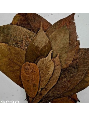 Feuilles de Cacao +-10gr