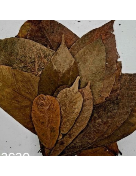 Feuilles de Cacao +-10gr